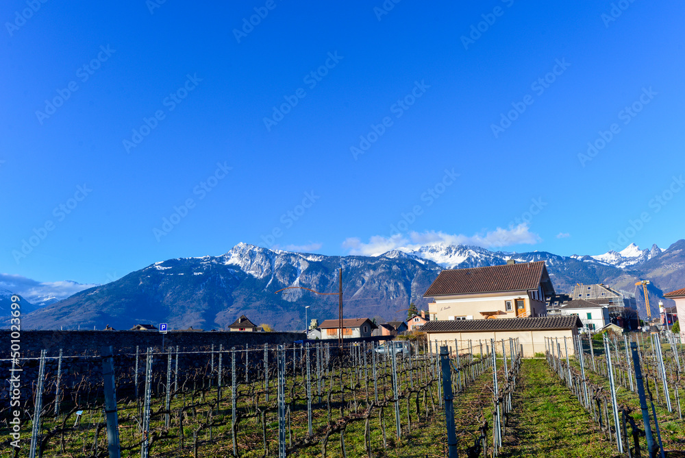 Weinbau in Aigle, Kanton Waadt / Schweiz