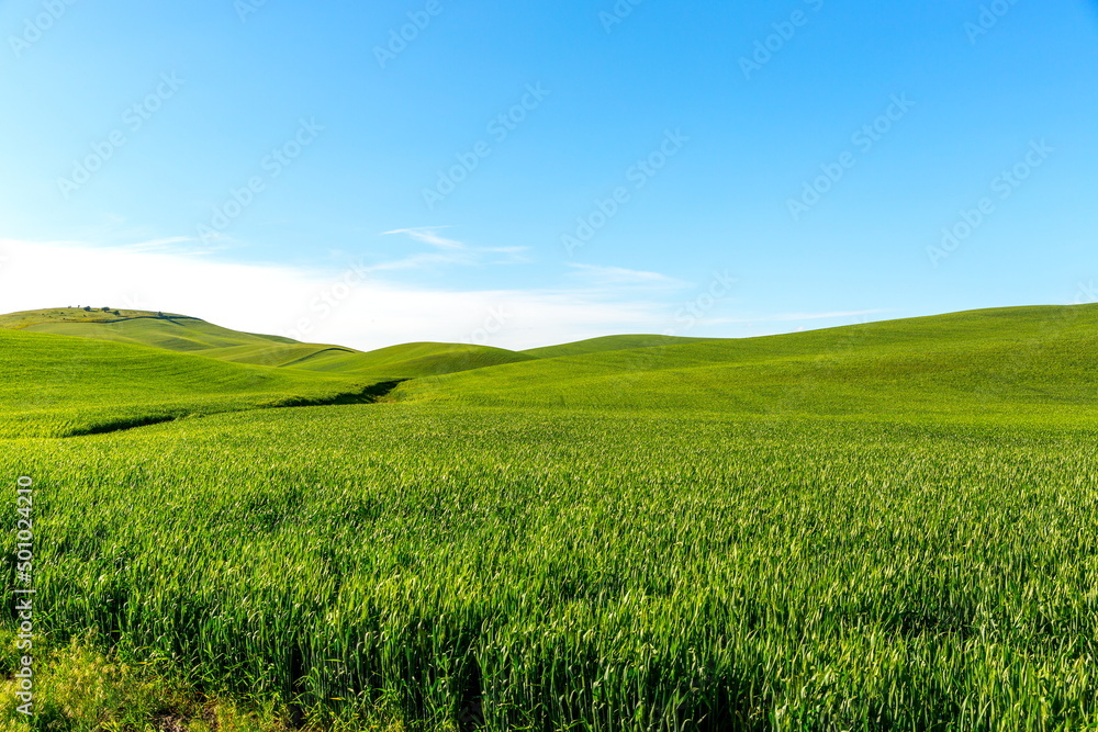 Fototapeta premium Palouse Rolling hills in Spring