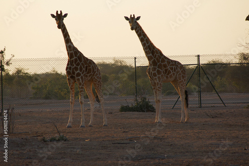 Photography giraffe in the savannah
