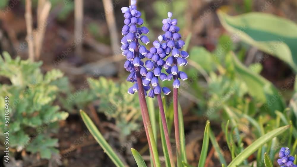 Flowering Armenian grape hyacinth (Muscari armeniacum) in garden Flowering Armenian grape hyacinth (Muscari armeniacum) in garden