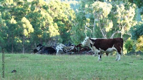 Close up of cows in the field, herefords,Angus and Murray Grey beef Cattle eating long pasture in spring and summer. under trees, in tasmania, Australia. photo