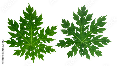 green papaya leaves isolated on white background Clipping path