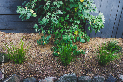 hibiscus syriacus tree and lomandra grasses outdoor in sunny backyard photo