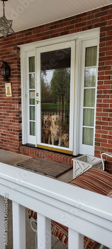 Photography Thre dogs waiting by the front door