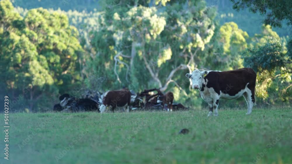 Close up of Stud Beef bulls and cows grazing on grass in a field, in Australia. eating hay and silage. breeds include speckle park, murray grey, angus, brangus and wagyu. Close up of Stud Beef bulls and cows grazing on grass in a field, in Australia. eating hay and silage. breeds include speckle park, murray grey, angus, brangus and wagyu.