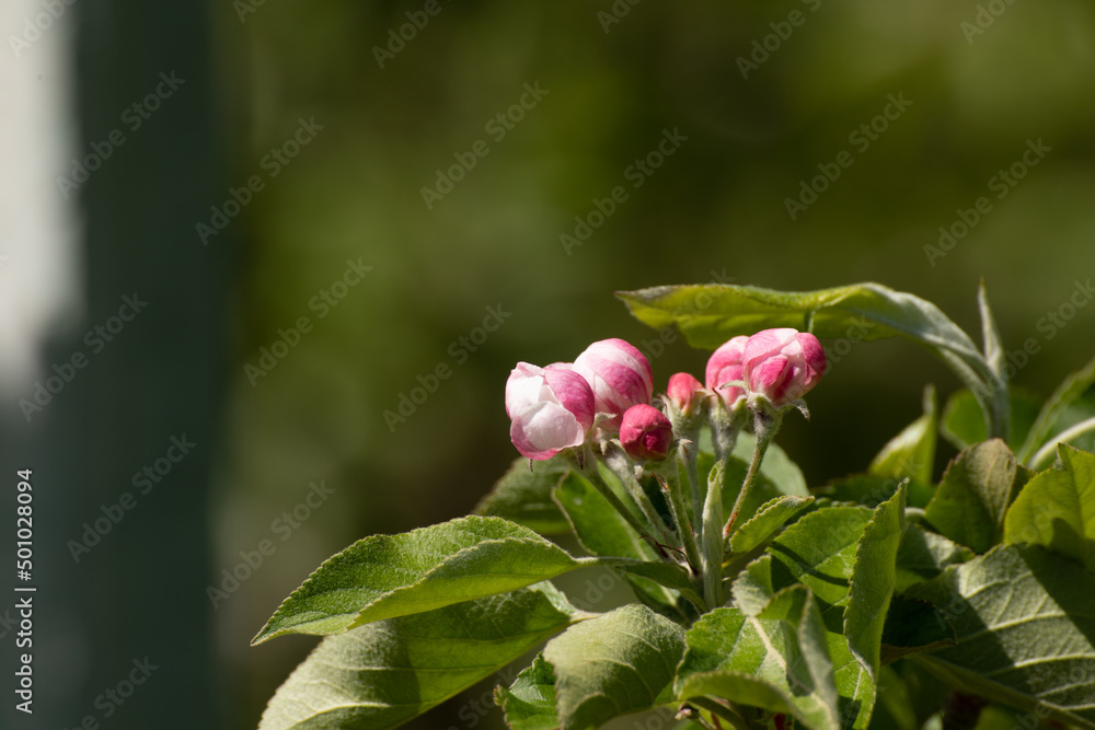 fiori di melo su alberi appena sbocciati in primavera fiori di melo su alberi appena sbocciati in primavera