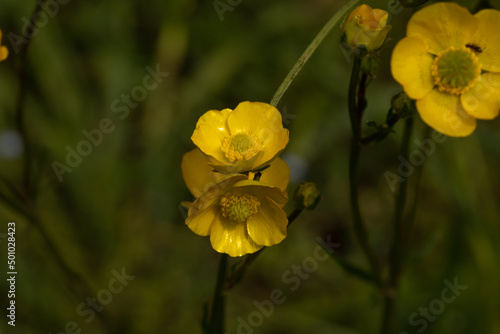 fiori gialli selvatici nel campo appena fioriti a primavera photo