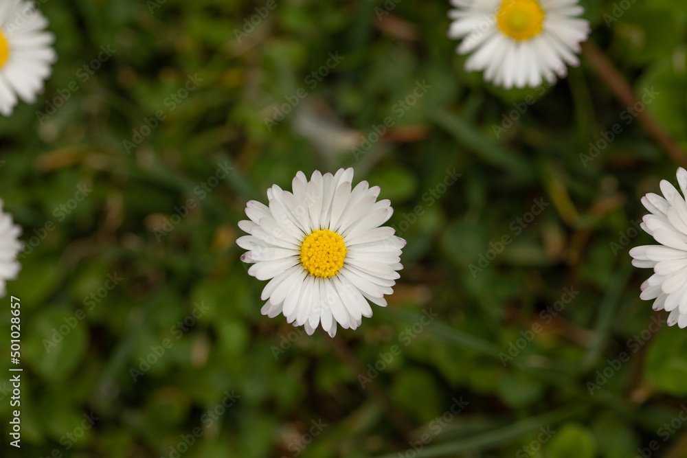 white daisy flowers in a green field during summer white daisy flowers in a green field during summer