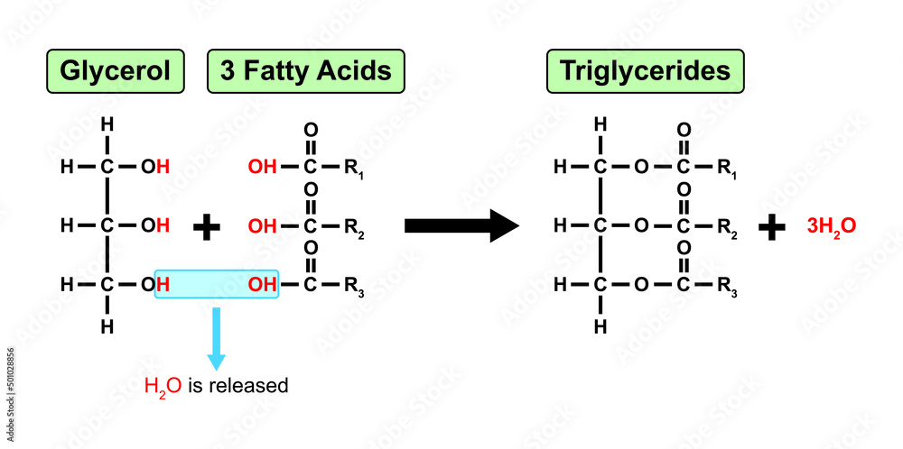 Chemical Reaction Of Triglycerides Formation Vector Illustration chemical-reaction-of-triglycerides-formation-vector-illustration