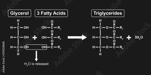 Chemical Reaction Of Triglycerides Formation. Vector Illustration.