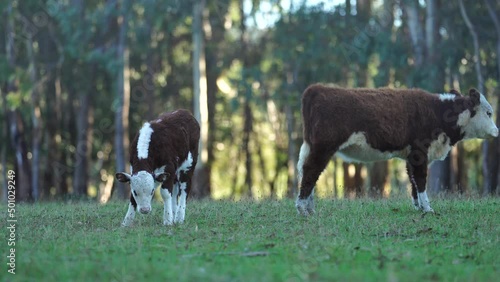 Close up of cows in the field, herefords,Angus and Murray Grey beef Cattle eating long pasture in spring and summer. under trees, in tasmania, Australia. photo