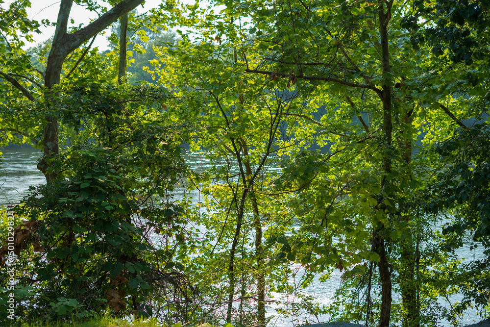 trees along the Chattahoochee river in Columbus GA trees along the Chattahoochee river in Columbus GA