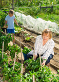 Grandmother and grandson work on a bell peppers plantation. High quality photo