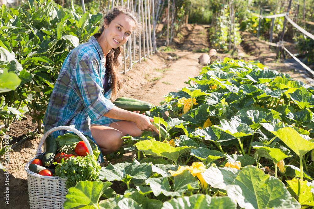 Fototapeta premium Young woman working in garden, harvesting zucchini at homestead
