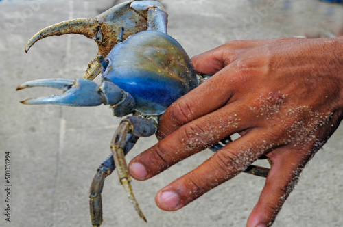 Cardisoma guanhumi, also known as the blue land crab, is a species of land crab found in tropical estuaries and, it is used in cooking as a delicacy. Fortaleza, Brazil, Jan 2016 photo