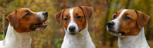 Beautiful terrier puppy outdoors in park