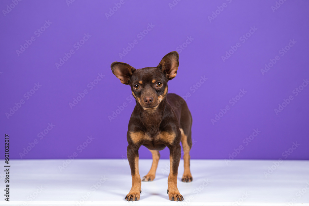 puppy chihuahua portrait on a violet background on a white table
