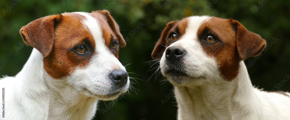 Beautiful male terrier dog outdoors in park