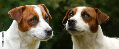 Fototapeta Naklejka Na Ścianę i Meble -  Beautiful male terrier dog outdoors in park