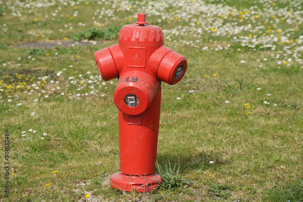 Borne à incendie sur fond de pelouse verte semée de pâquerettes blanches.