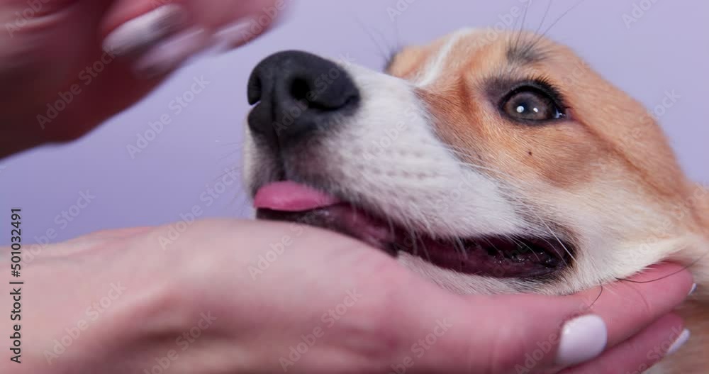 Woman owner holds head of Welsh Corgi puppy to check teeth on white background. Domestic purebred dog prepares for teeth examination closeup Woman owner holds head of Welsh Corgi puppy to check teeth on white background. Domestic purebred dog prepares for teeth examination closeup