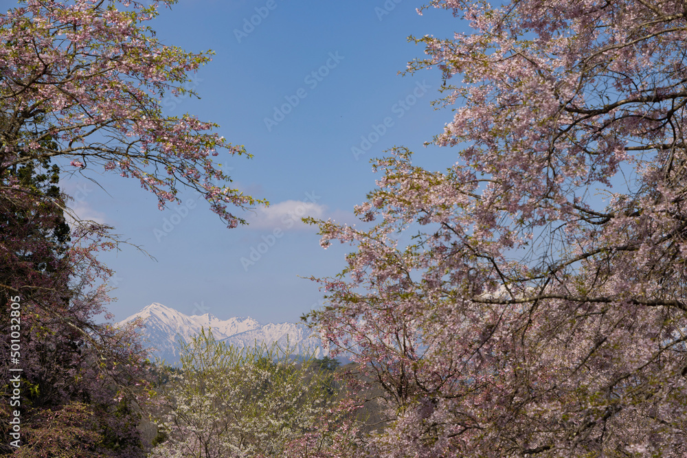 tree in spring