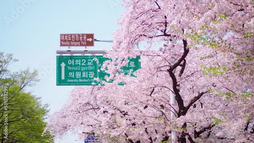 milestone and cherry blossom tree photo