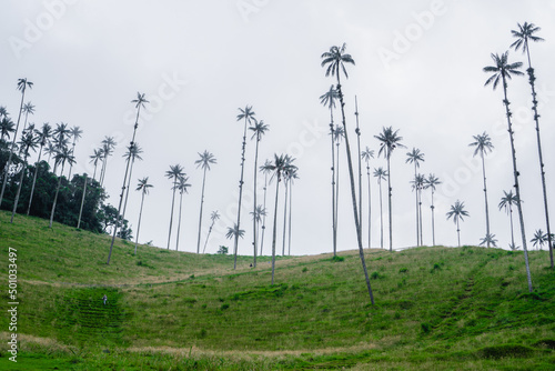 landscape of the wax palms in Colombia, Salento Cocora Quindio.