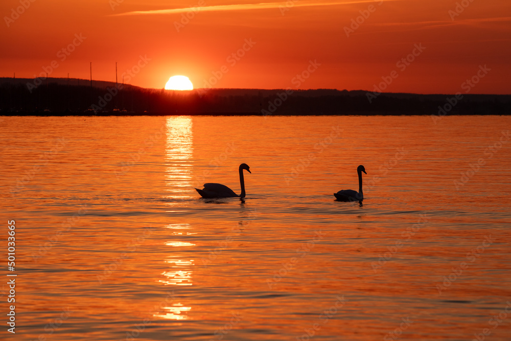 silhouette of two swans on the lake at sunset