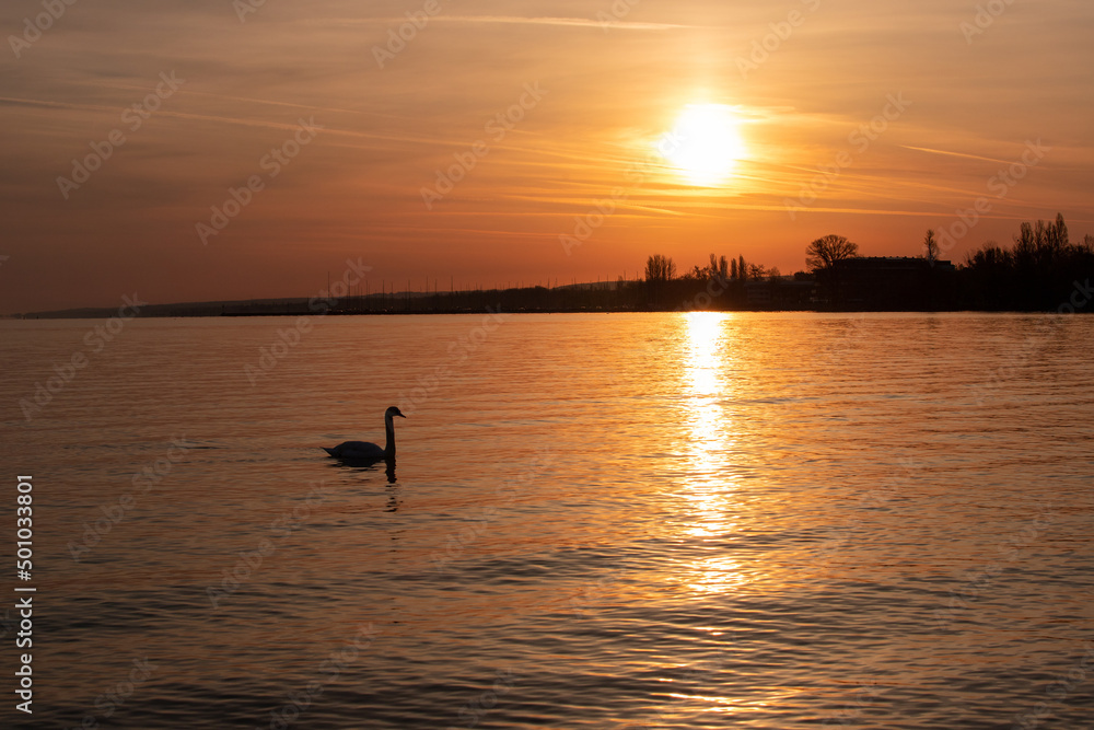 the silhouette of a swan on the lake at sunrise