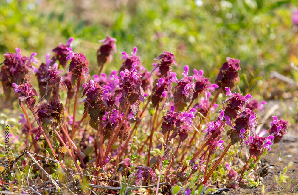 Fototapeta premium a close-up of flowering Lamium purpureum plants