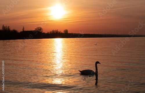 landscape with the silhouette of a swan on the lake at sunset © sebi_2569