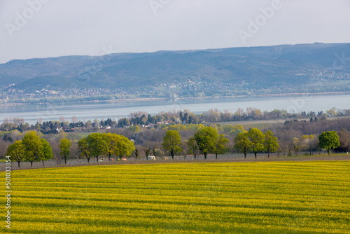 landscape with a flowering rapeseed field near Lake Balaton - Hungary