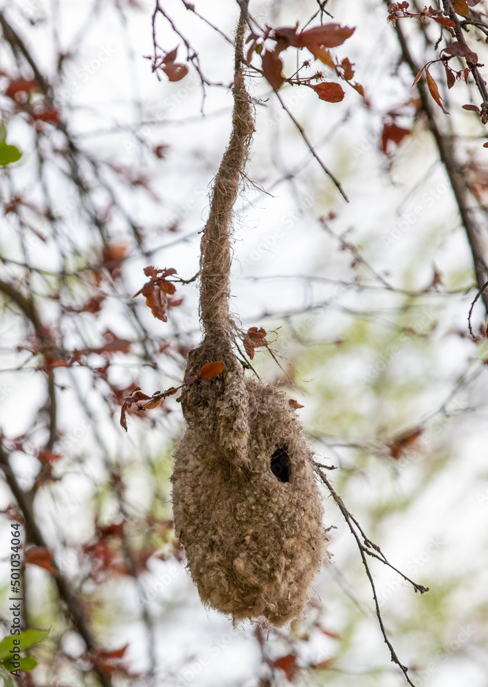 a Remiz pendulinus bird's nest hanging from branches a Remiz pendulinus bird's nest hanging from branches
