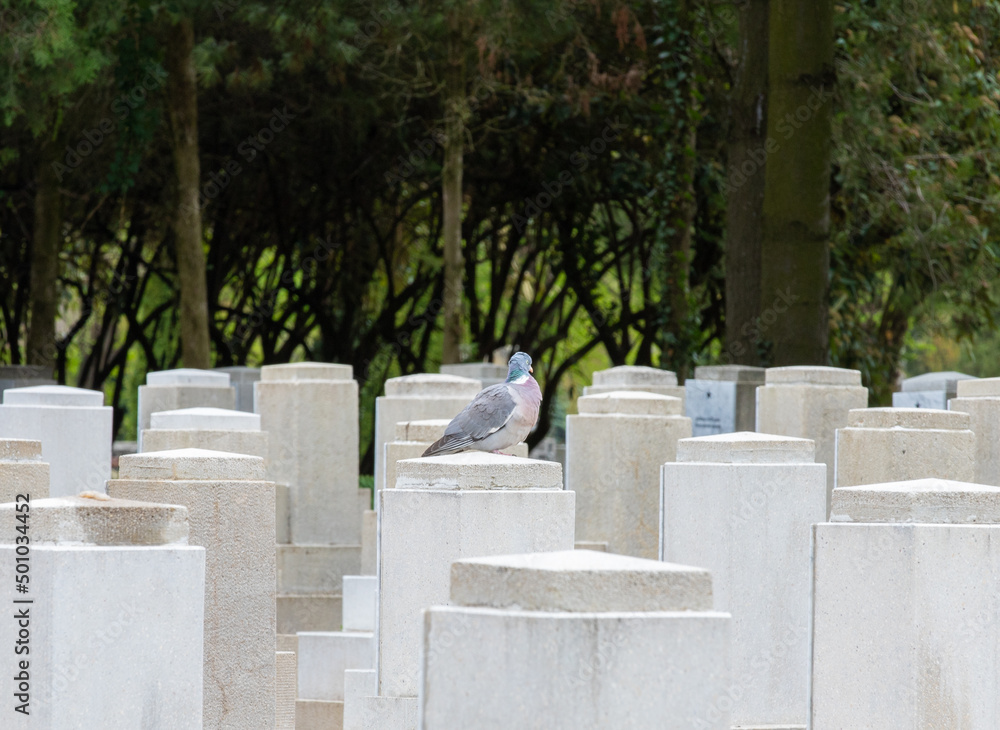 a pigeon standing on one of the gravestones in a cemetery a pigeon standing on one of the gravestones in a cemetery