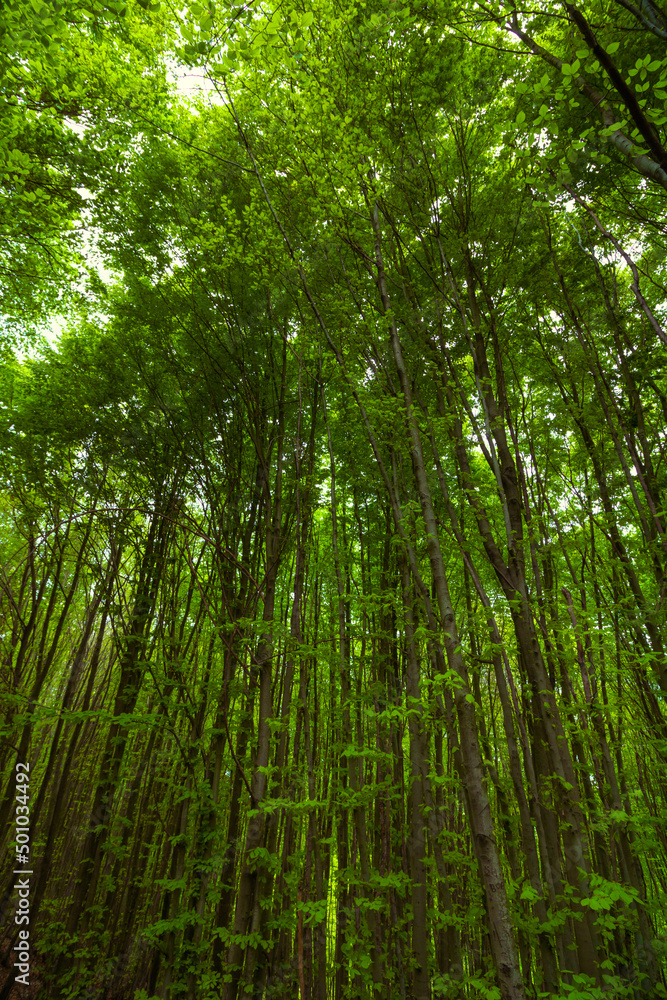 Fototapeta premium Lush forest. Long trees in the lush forest at spring.