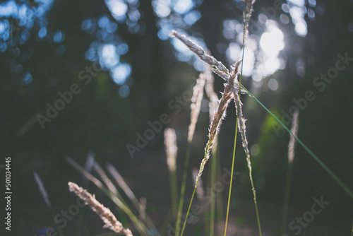 Reeds close up  © Val Pipet