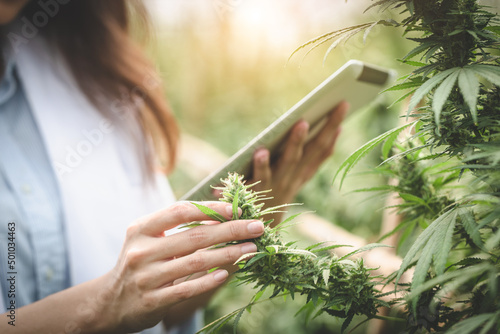 Portrait of scientist checking and analizing hemp plants, The doctor is researching marijuana. Concept of herbal alternative medicine, cbd hemp oil, pharmaceutical industry