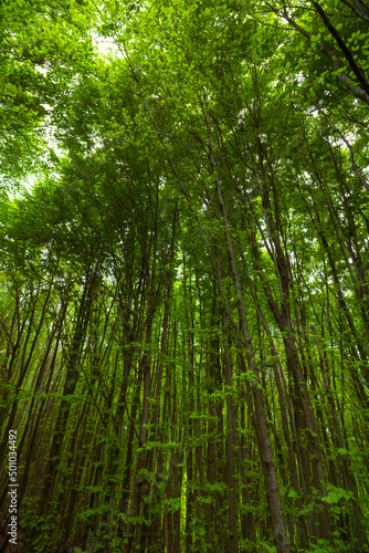 Lush forest. Long trees in the lush forest at spring.