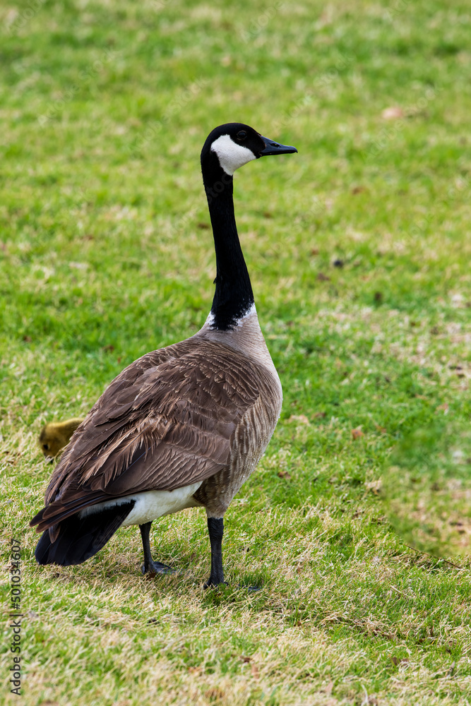 A Canadian goose watching her goslings A Canadian goose watching her goslings
