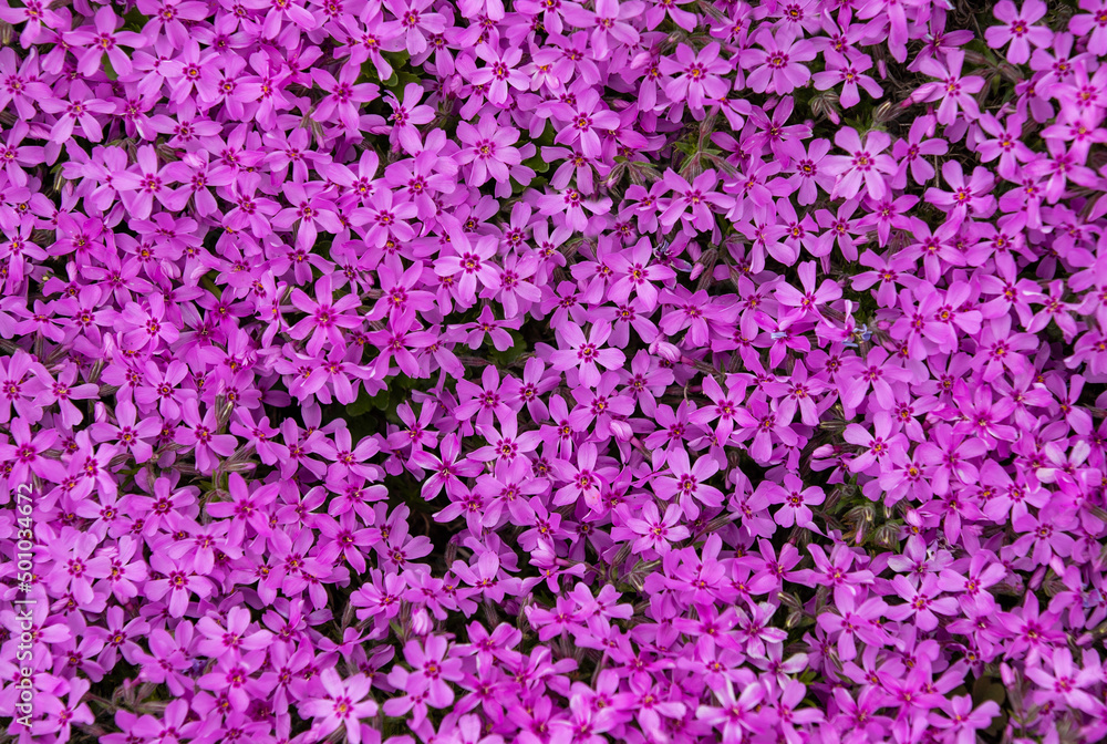 A wallpaper with Aubrieta flowers in closeup A wallpaper with Aubrieta flowers in closeup