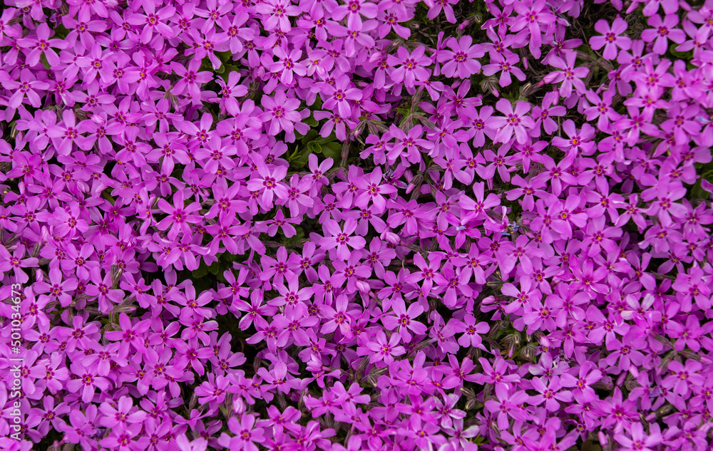 a close-up with many Phlox subulata flowers