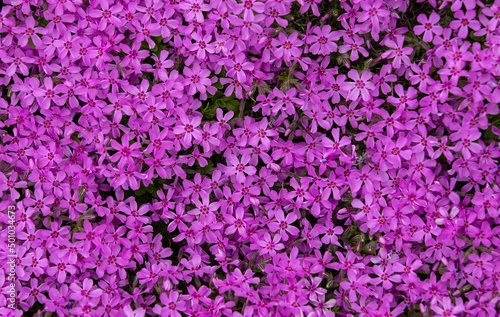 a close-up with many Phlox subulata flowers