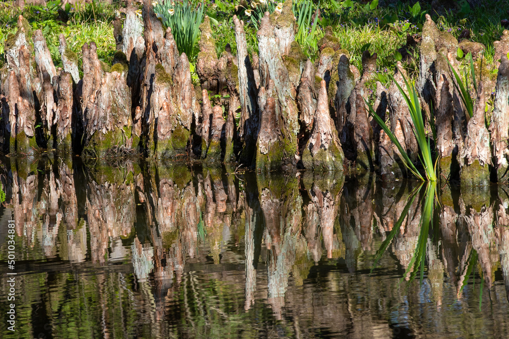 many old stumps reflected in water many old stumps reflected in water