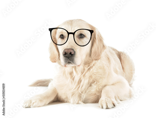 Cute dog wearing eyeglasses on white background
