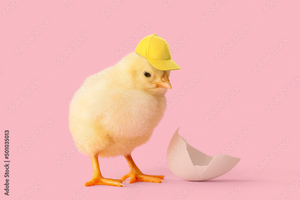 Cute newborn chick in stylish cap on pink background