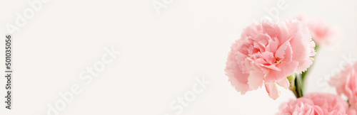 Beautiful carnation flowers on white background with space for text, closeup