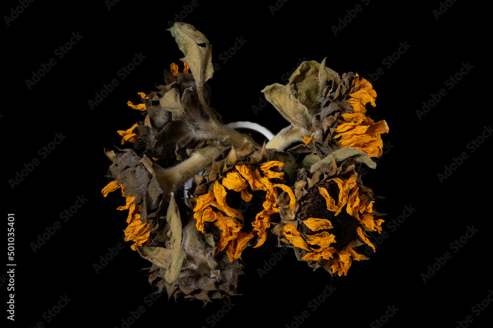 top view faded sunflowers on a black background top view faded sunflowers on a black background