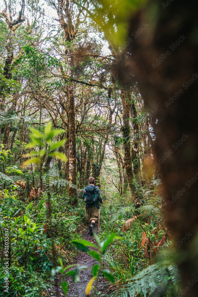 Bosque de helechos Bosque de helechos