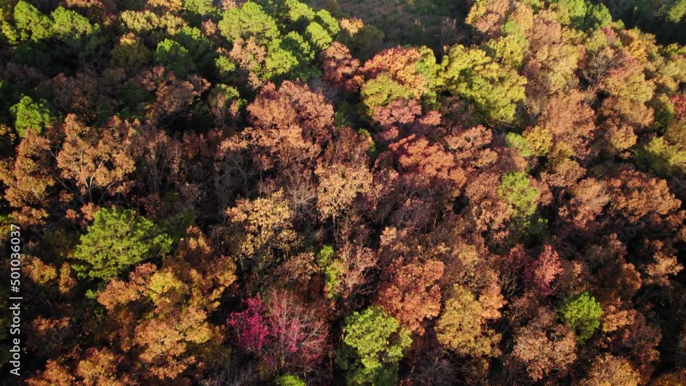 Aerial Forward Shot Of Beautiful Autumn Trees In Forest On Landscape - Ozark, Arkansas Aerial Forward Shot Of Beautiful Autumn Trees In Forest On Landscape - Ozark, Arkansas